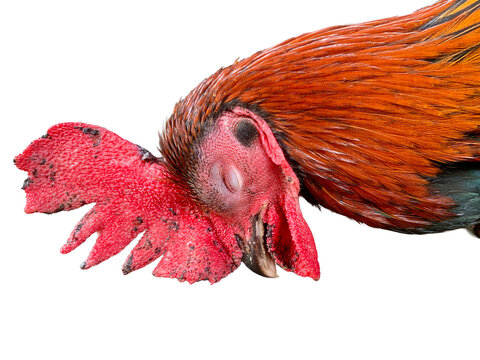 Close-up of rooster head with vibrant red comb and closed eye, isolated on white background. Strong detail and emotion, perfect for farming, livestock, animal health, culture, and rural life concepts.