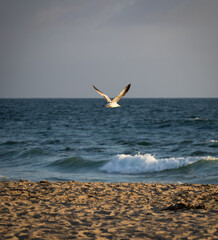 seagull in flight