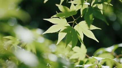 Obraz premium Blurred Leaves and Gentle Bokeh Lighting Creating a Serene and Peaceful Natural Background