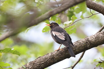 The grey-winged blackbird (Turdus boulboul) is a species of Turdus in the thrush family. This photo was taken in North India.