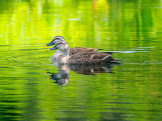 池を泳ぐカルガモ