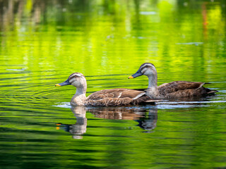 池を泳ぐカルガモ