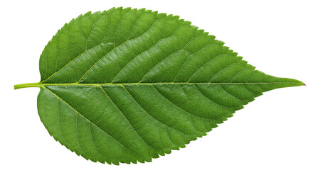 Obraz premium Single Green Leaf Detailed Closeup 5.