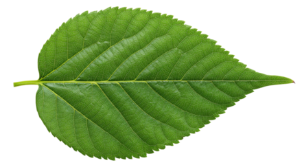 Single Green Leaf Detailed Closeup 5.