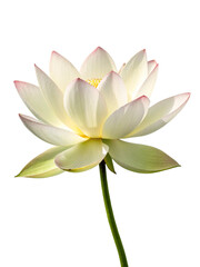 Beautiful pink lotus flower with a green leaf in the pond. A pink lotus water lily blooming on the water, magical spring