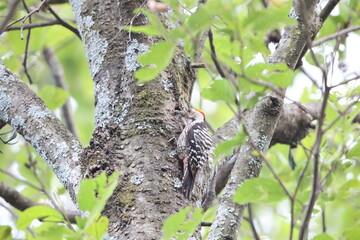 The brown-fronted woodpecker (Dendrocoptes auriceps) is a species of bird in the family Picidae. This photo was taken in North India.