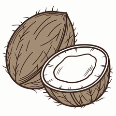 Coconut Vector Illustration | Whole and Half Coconut Drawing | Tropical Exotic Fruit Design
