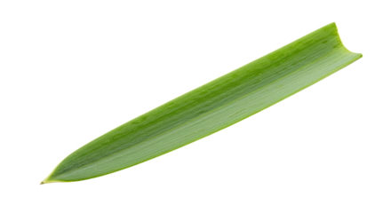 Single green leaf isolated on white background 20.