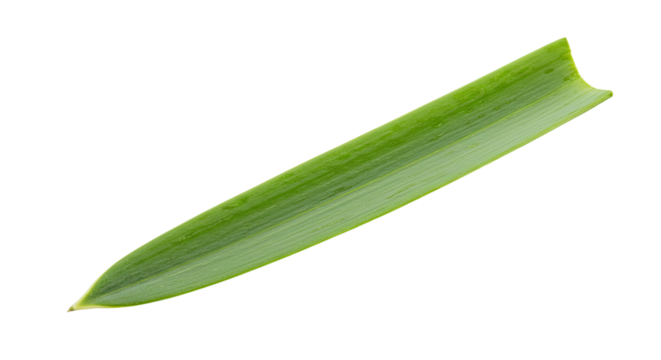 Single green leaf isolated on white background 20.