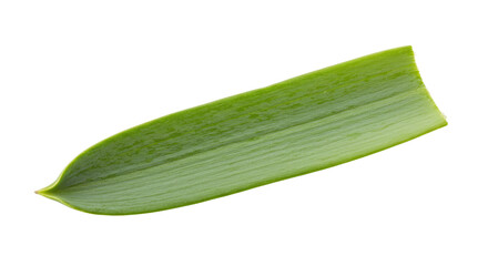 Single green leaf isolated on white background 21.