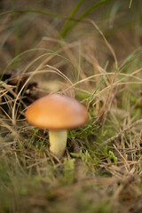 butter mushroom in dry grass in the autumn forest