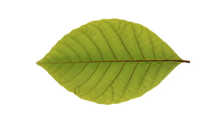 Obraz premium Single Green Leaf Isolated on White Background 28.