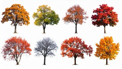 Eight trees in seasonal transition, showcasing foliage changes from spring to winter in a symmetrical layout.