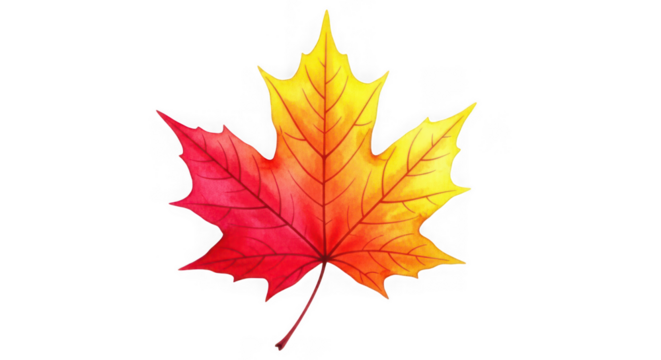 A single maple leaf with vibrant red and yellow gradient colors, isolated on a white background