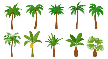 Cartoon palm trees. Tropical palms and banana, coconut tree with green leaves. Fresh jungle plants in summer paradise for kids design. Rainforest exotic landscape elements. Vector isolated set