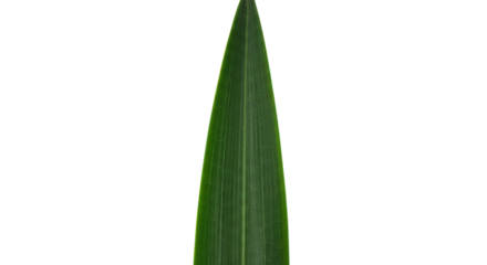 Single Green Leaf Pointing Upwards.