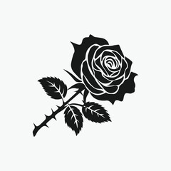 rose on white background