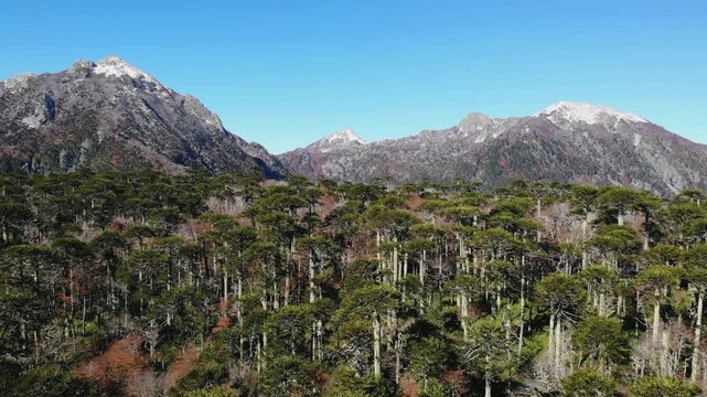 Majestic araucaria forest and snowy mountains in nahuel huapi national park