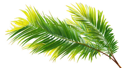 Green and Yellow Palm Fronds on Black Background