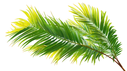 Green and Yellow Palm Fronds on Black Background
