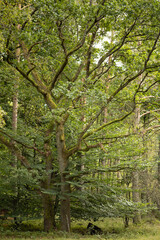 age-old tree with a branched crown, cartoon tree, unusual old tree, beautiful tree, mystical tree