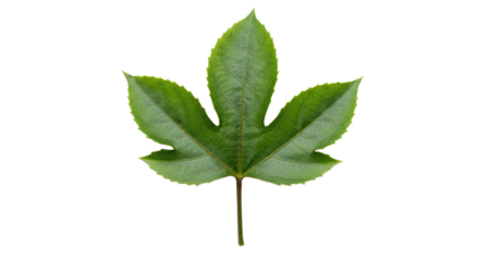 Single green leaf with five lobes.