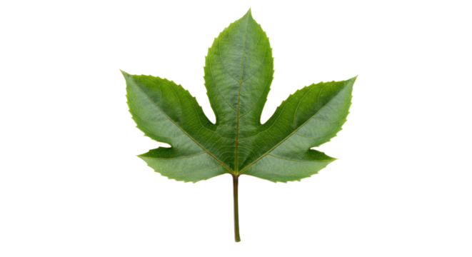 Single green leaf with five lobes.