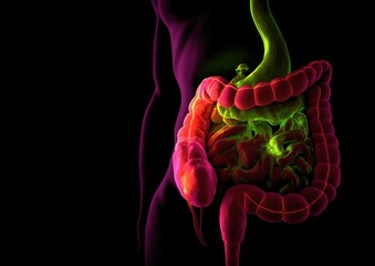 3D illustration of female digestive system, highlighting intestines and stomach
