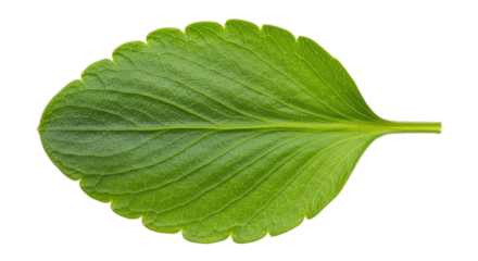 Single green leaf with scalloped edges.