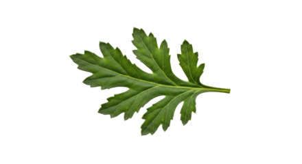 Single green leaf with serrated edges 8.