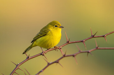 Obraz premium Yellow warbler shrike on branch close-up view ai generated image 