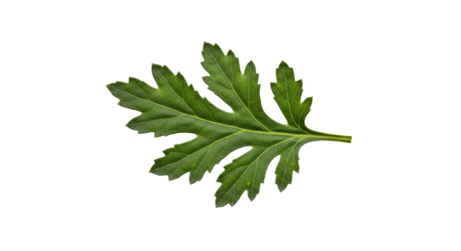 Single green leaf with serrated edges 8.