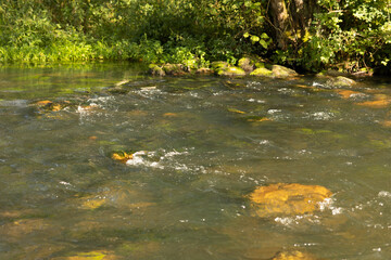 rapid streams of waves of a mountain river in the forest