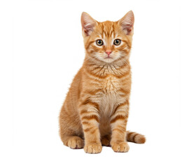 Obraz premium british cat isolated on white background ai generated image 