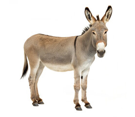 Obraz premium donkey isolated on white background ai generated image 