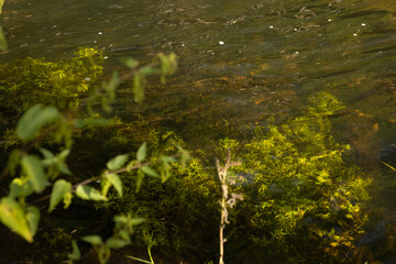 Obraz premium Under the crystal clear water in the river, algae can be seen at the bottom