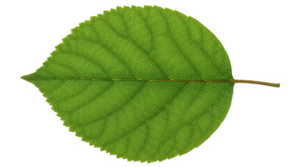 Fototapeta premium Single green leaf with serrated edges and prominent veins 1.