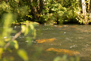 rapid forest river with stones at the bottom