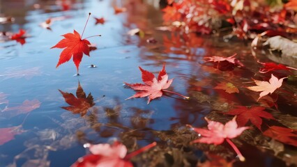 A red maple leaf floats on the water, with other autumn leaves scattered around, and ripples on the water, showing the quiet beauty of autumn to the full.
