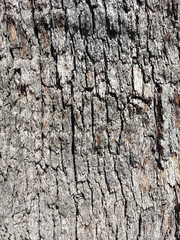 Rough Tree Bark Wood Texture