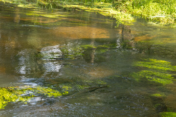 stormy forest river, beautiful water in the river