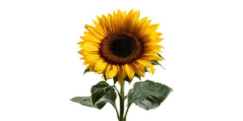 Obraz premium Vibrant sunflower isolated on black background. Summer, nature, beauty.