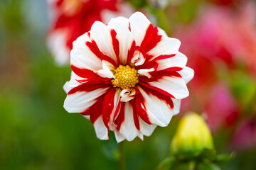 Close-up of red and white dahlia flower with yellow pollen center