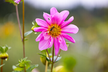 Pink dahlia flower with bee pollinating at the yellow center