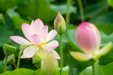 Fototapeta premium 아름다운 연꽃밭에 백련과 수련