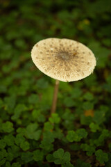 umbrella mushroom, edible mushroom in the forest in autumn, umbrella macro