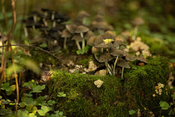 mushrooms in the woods inedible beautiful mushrooms on a stump in the autumn forest, landscape, autumn forest