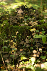 many different inedible mushrooms on an old stump
