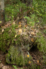 fox hole under a large stump wrapped in green moss