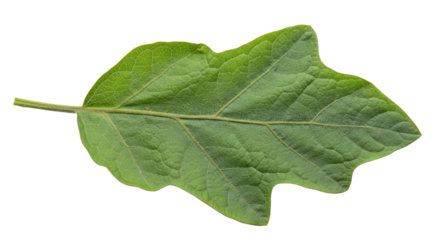 Single green leaf with visible veins and stem.